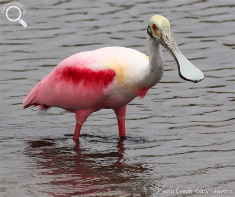 Roseate Spoonbill (Platalea ajaja) - ANGARI Foundation