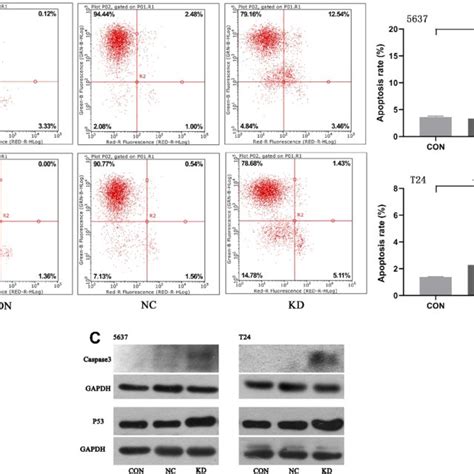 Detection of apoptotic cells by flow cytometry and validation of... | Download Scientific Diagram