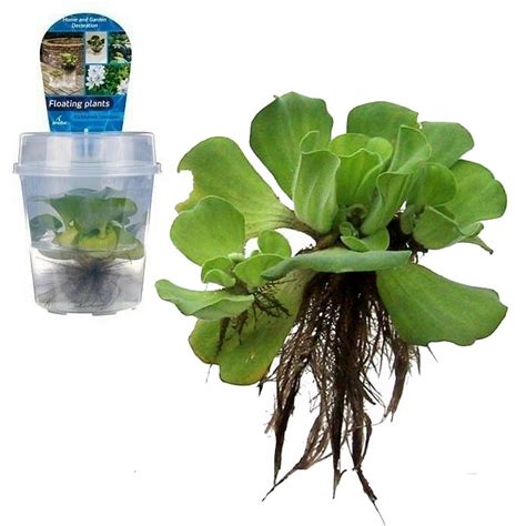 FP 03 Pistia stratiotes - Valentine E-shop