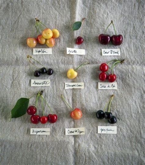 No.1248 | Types of cherries, Cherry tree varieties, Cherry types