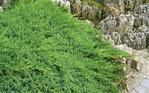 Green Mound Juniper is a very attractive low-growing juniper that ...