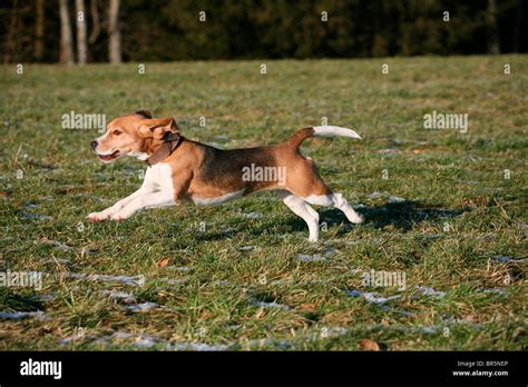 Beagle, hunting dog Stock Photo - Alamy