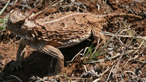 Horned Lizard Species of North America - Horned Lizard Conservation Society