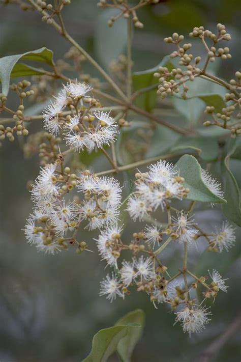 Spicewood Tree is a Member of the Myrtle Family with Fragrant Flowers, Leaves, and Wood Stock ...