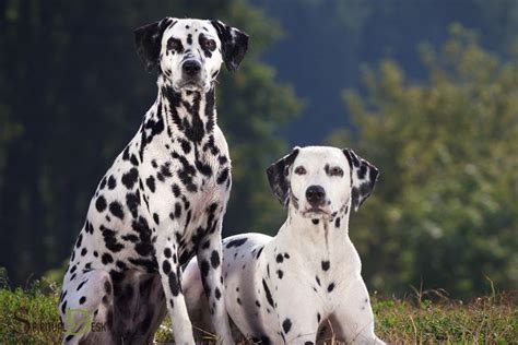 Dalmatian Dog Spiritual Meaning: Protection!