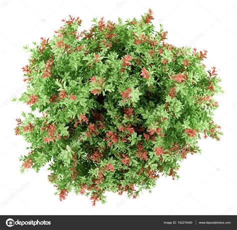 Top view of pidgeon berry shrub plant isolated on white — Stock Photo ...