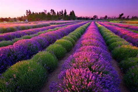 Brunch in the Blooms - Sequim Lavender Experience