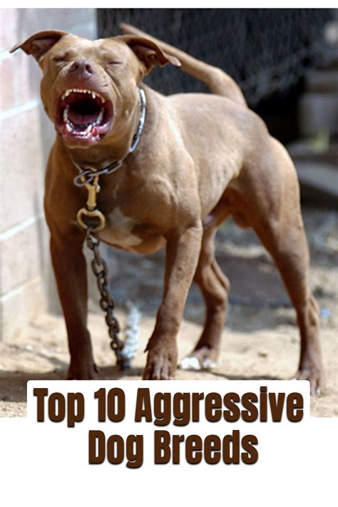 Top 10 Aggressive Dog Breeds | Aggressive dog breeds, Dog breeds, Aggressive dog