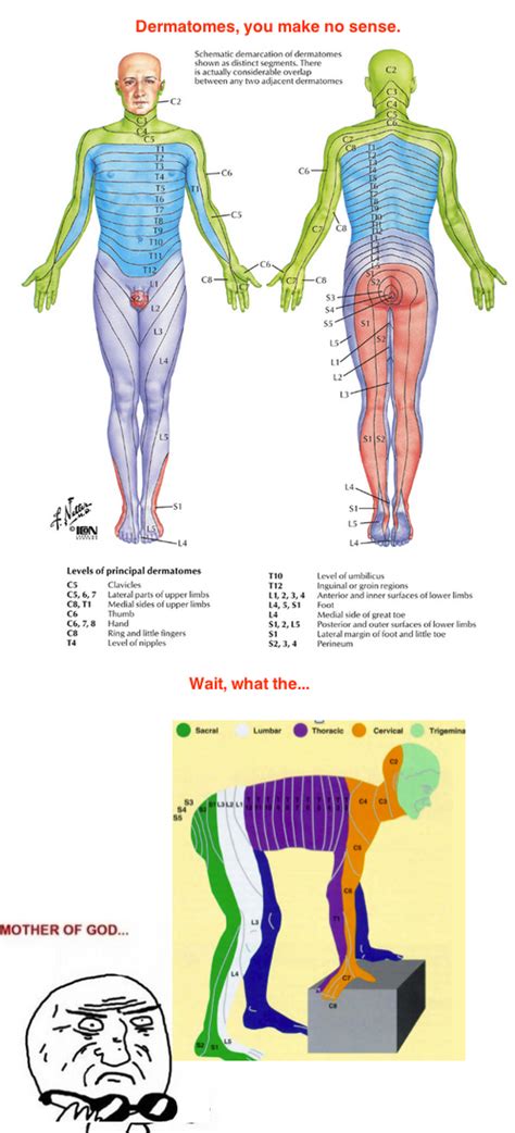 Dermatomes. I don't know why this never dawned on me before... | Physical therapy, Physical ...