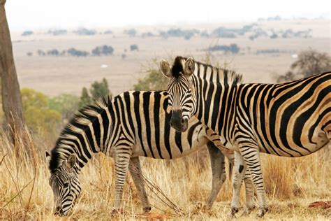 Free Images : nature, grass, game, wildlife, fauna, savanna, zebra ...