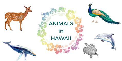 Everyday Hawaii Animals - HomeyHawaii