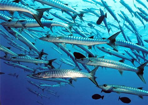 Barracuda | The Biggest Animals Kingdom