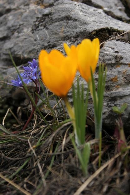 Premium Photo | Yellow crocuses