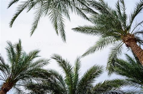 Palm trees in the sky 2216624 Stock Photo at Vecteezy