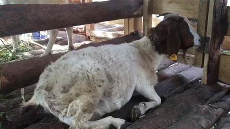 Mbuzi aina ya Boer | By ShambaniFarm - Goat Farming in Tanzania