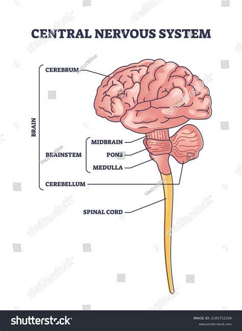 Diagram Of The Nervous System Labeled