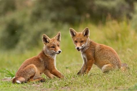 13. Fox Cubs (1) - Roeselien Raimond Nature Photography