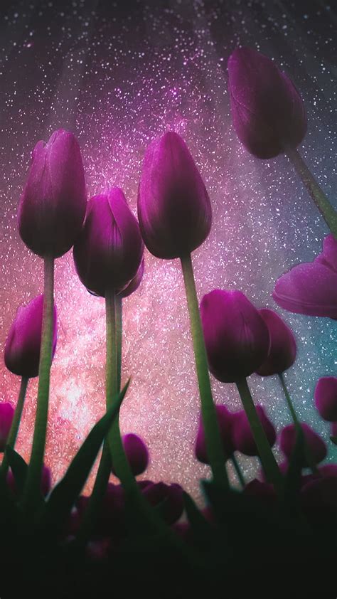 Tulips, flower, nature, nebula, pink, purple, sky, stars, tulip, HD phone wallpaper | Peakpx