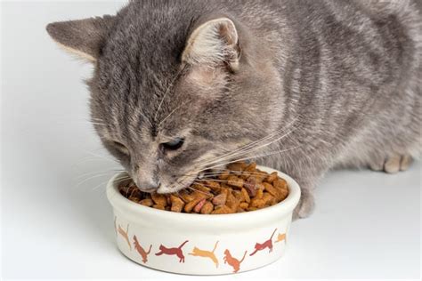 11 Best Cat Foods for Constipation in 2024 – Reviews & Top Picks | Pet Keen