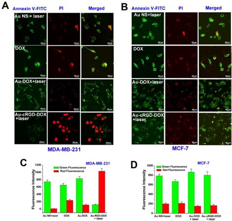 Annexin V-FITC and PI staining were used to evaluate the cell viability... | Download Scientific ...