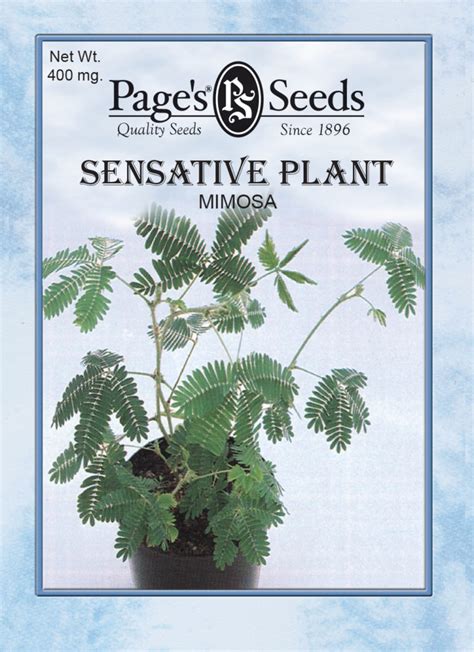 Mimosa, Sensative Plant | The Page Seed Company, Inc