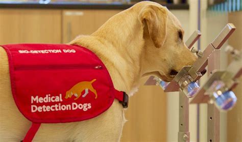 COVID 19 detection dogs research: the UK Government gives £500,000