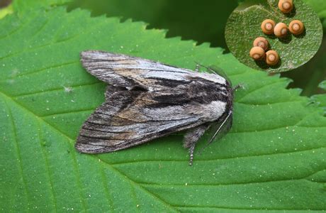 Kleinschmetterlinge & Nachtfalter | Naturführer online