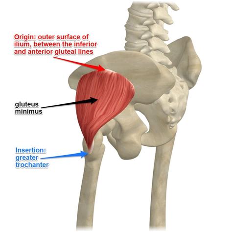 Train Your Glutes: An In-Depth Guide to Gluteus Minimus Muscles - EP ...