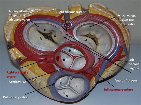 tricuspid valve | Tricuspid valve, Valve, Mitral valve