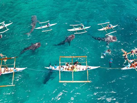 Visiting the Whale Sharks of Oslob | Destination | Phillife.co