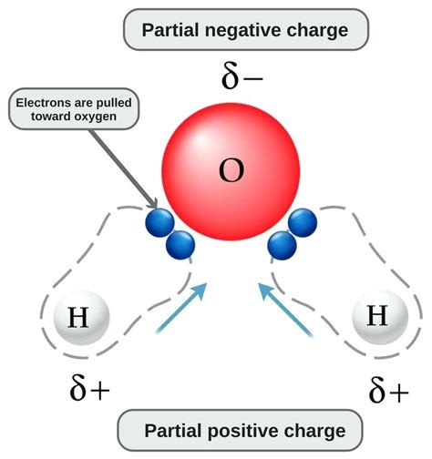 Diagram Of Water Molecule Labeled