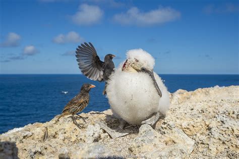 Tui De Roy - A Lifetime in Galapagos | Nature Picture Library