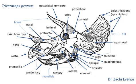 Annotated Triceratops skull by Zachi Evenor - a photo on Flickriver