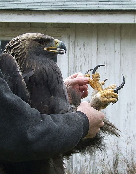 eagle talons | Animals beautiful, Beautiful birds, Pet birds