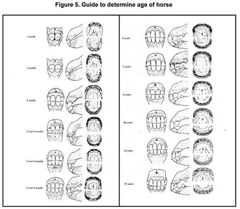 www.horse teeth age chart | Aging Horses by Teeth Chart http://www.ranchoindulto.com/nujoom ...