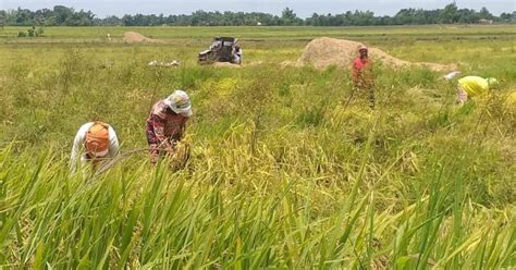 Agri inputs, expanded areas hike W. Visayas' Q1 palay output | Philippine News Agency