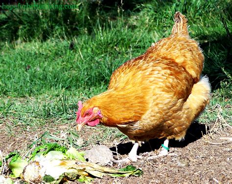 How to Clean & Use Old Hens • a traditional life