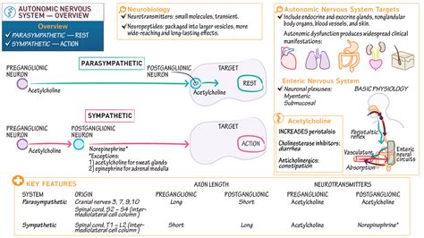 Physiology: Autonomics Overview | ditki medical & biological sciences