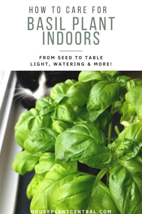 How to care for basil plants | Indoors! - Houseplant Central