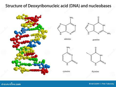 Structure Of DNA And Related Nucleobases Stock Illustration - Image: 66123391