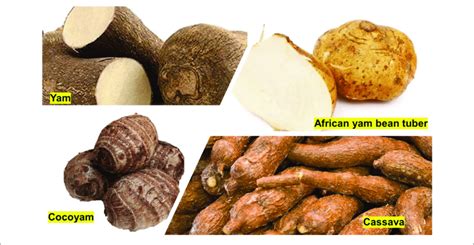 | African tuber crops... | Download Scientific Diagram