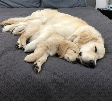 Golden Retriever Puppies Cuddling