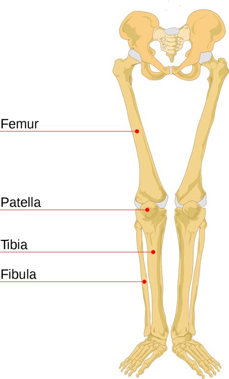 Human Leg Bones Diagram - Appendages - Skeletal Learning / License ...