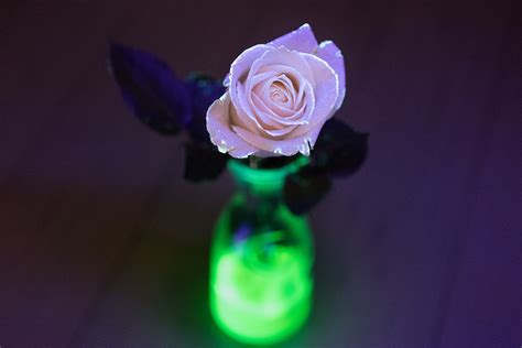 Glow in the Dark Flower | DIY for Beginners | KiwiCo