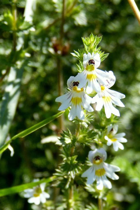 Euphrasia Eyebright - Learn About Nature