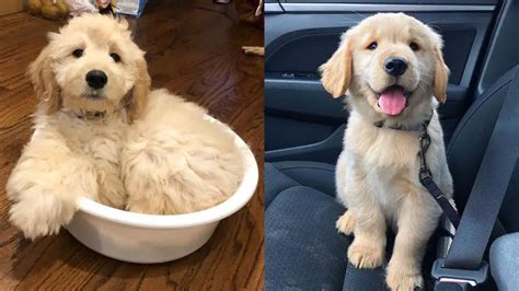 Golden Retriever Shedding: How Much Do Golden Retrievers Shed? | Puppies Club