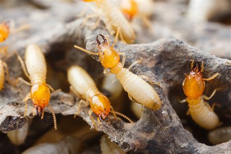 Termites - ACT Pest Control | Canberra Expert Rodent & Pest Control