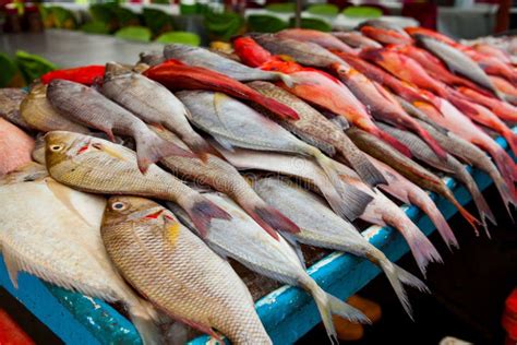 Fresh Fish on the Fish Market in Borneo Malaysia Stock Image - Image of ...