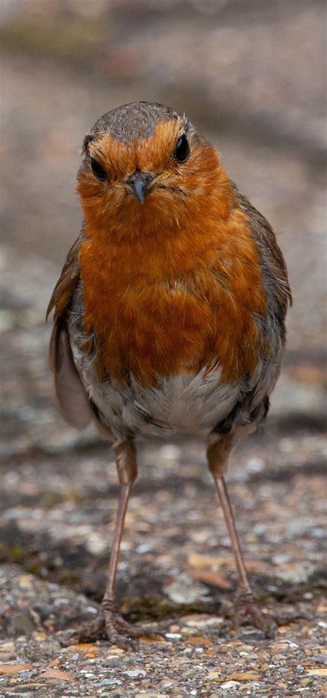 A robin redbreast - About Wild Animals