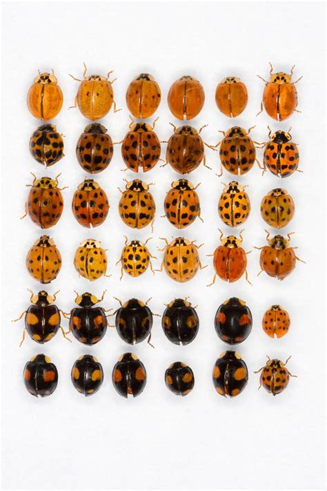 Reconnaitre la coccinelle asiatique aux stades larvaire et adulte